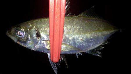 ヨロイメバルかわいい