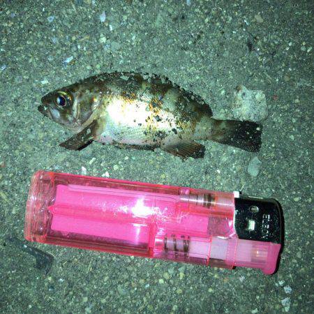 メバル活性高し+とんでもない奴も…