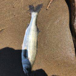 濁りがルアーを生かす。