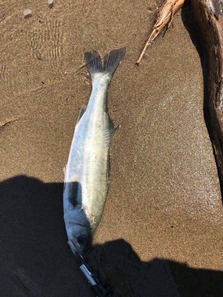 濁りがルアーを生かす。