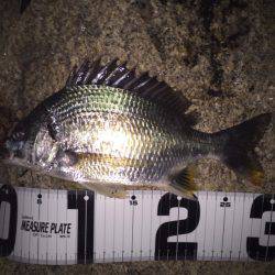 みんなでチニング