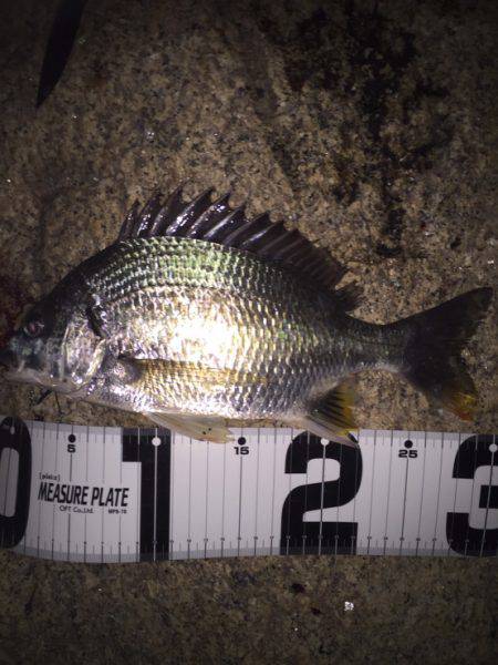 みんなでチニング