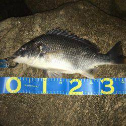 淀川キビレゲーム 七夕ラッシュ