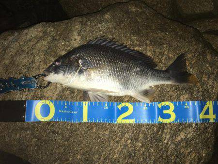 淀川キビレゲーム 七夕ラッシュ