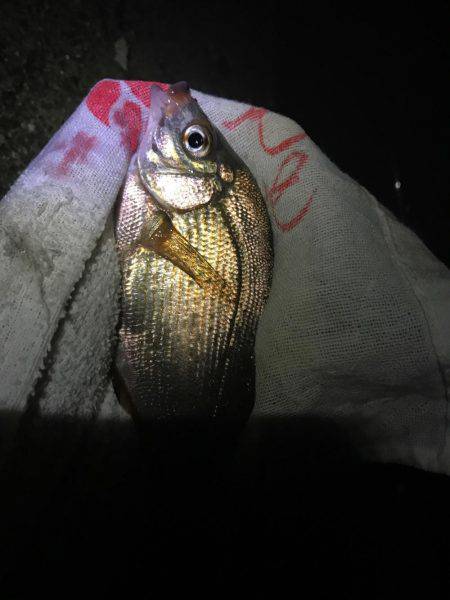 魚津港 フカセ夜釣りグレ