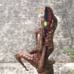 タコ?からのツバス?時合い