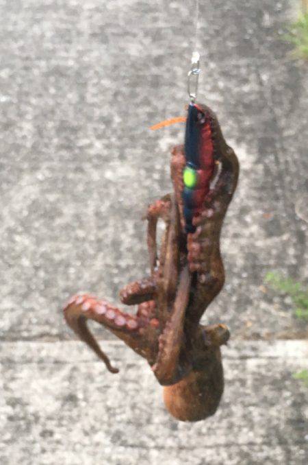 タコ?からのツバス?時合い