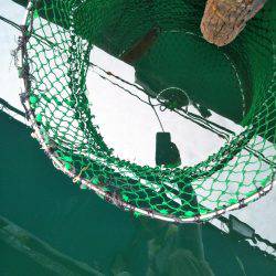 7月の海上釣堀オーパ!!