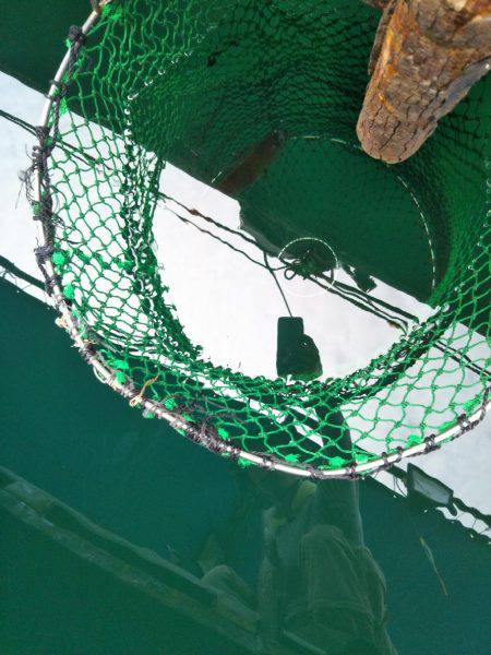 7月の海上釣堀オーパ!!