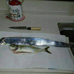 シーバス×太刀魚×青物