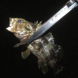 釣りがしたかっただけ♪