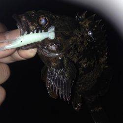 垂水漁港でガシリング！！