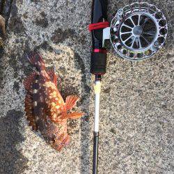 戸田港 中央桟橋 サバ アジ カサゴ