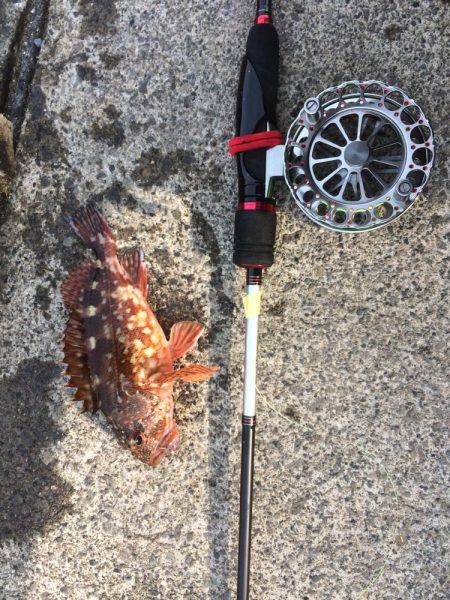 戸田港 中央桟橋 サバ アジ カサゴ