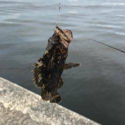 宇部波止でエビ撒き！