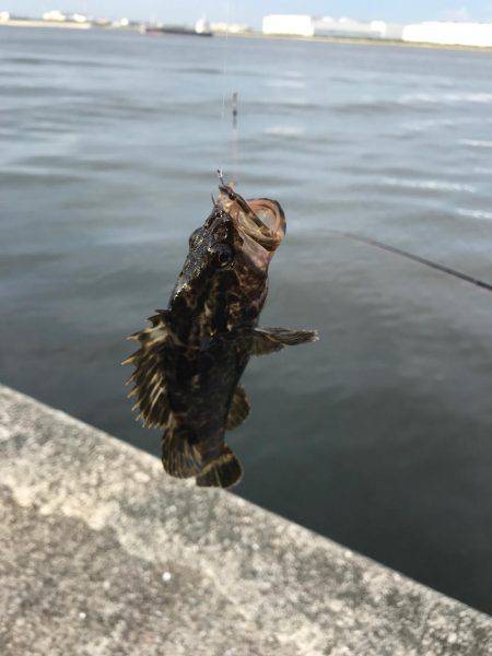 宇部波止でエビ撒き！