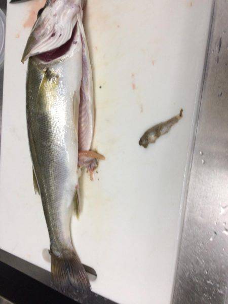 学校終わってからランガン