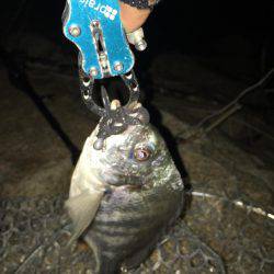 淀川キビレゲーム 大雨の後