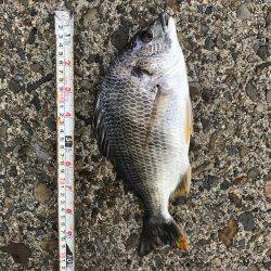 久しぶりのハネ