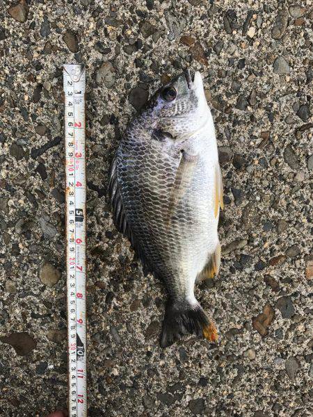 久しぶりのハネ