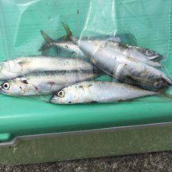 ツバスをつりたかったが。。。