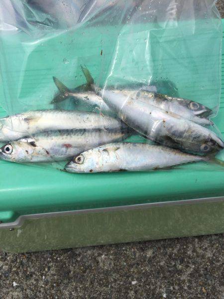 ツバスをつりたかったが。。。