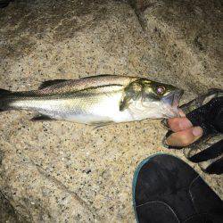 淀川キビレゲーム マイクロベイトパターン