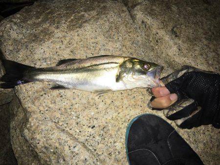 淀川キビレゲーム マイクロベイトパターン