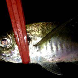 アカエイ時々アジ