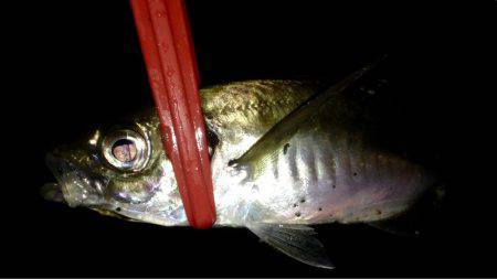 アカエイ時々アジ