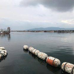 タコ  釣り船きもと  中潮