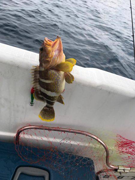 マイボートで昼間のイカメタルゲーム