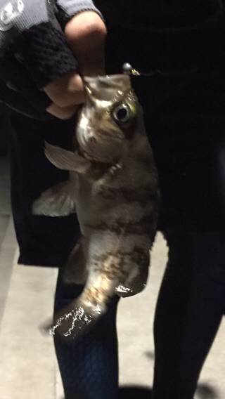 ノーザンフィッシュ