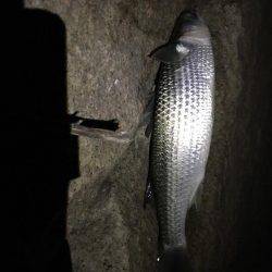 シーバスじゃない