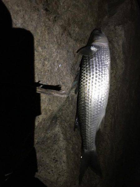 シーバスじゃない