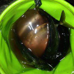 夕まずめアジング