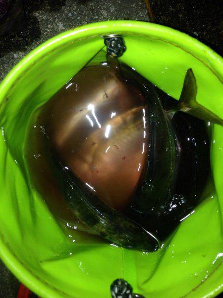 夕まずめアジング