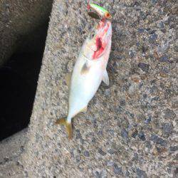 デイシーバス好調^_^