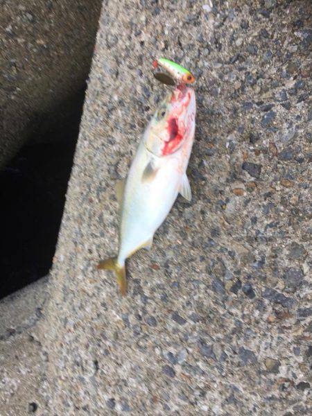 デイシーバス好調^_^