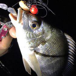 ド干潮キビレ！