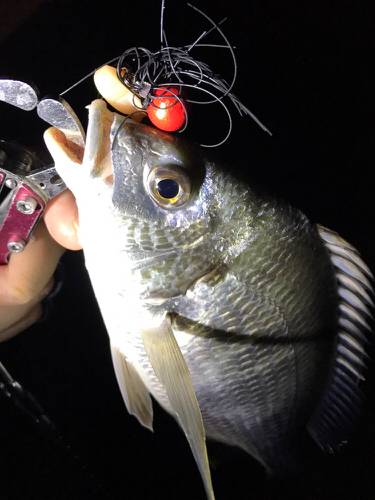 ド干潮キビレ！