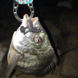 淀川ブリームゲーム 久々の40up