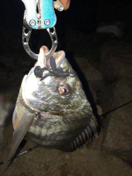 淀川ブリームゲーム 久々の40up