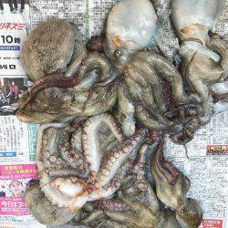 やっとホームで