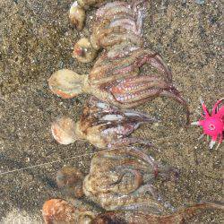 ポーアイ沖堤でツバスとタコ大漁！