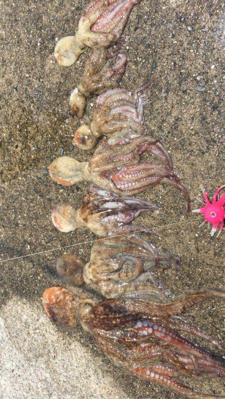 ポーアイ沖堤でツバスとタコ大漁！