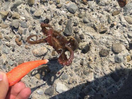 暑いけどタコ。