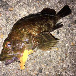 ワームでガシラ