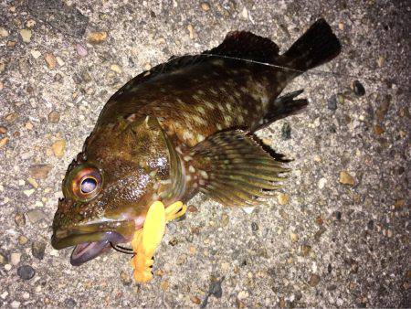 ワームでガシラ