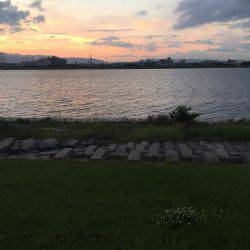 出た！淀川チヌ年なし！